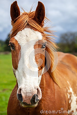 Portait of overo patterned horse that is brown and white with two colored eyes Stock Photo