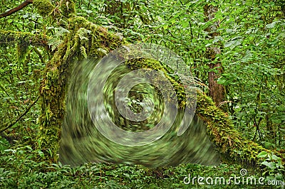 Portal vortex in forest under archway of moss covered tree Stock Photo