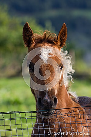 Portarit of a piebald three months old foal in a green meadow overlooking from a fence. Stock Photo