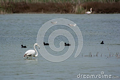 Portentous flamingo with long neck in a salt flats ecosystem Stock Photo