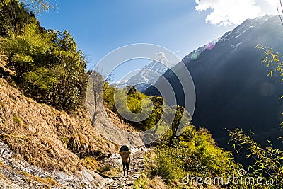 A porter with loads walking a scenic trail towards Mount Machapuchare Stock Photo