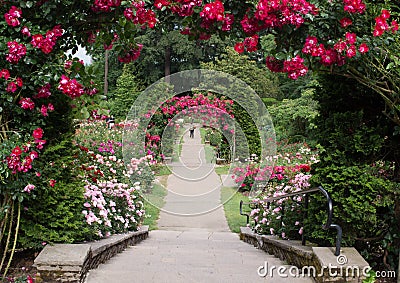 Portland Oregon rose garden Stock Photo