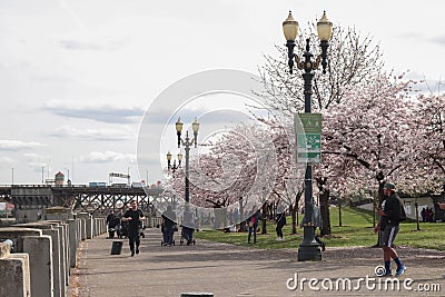 Portland, OR, USA - March 2017: People walking along Waterfront Bike Trail as cherry trees blossom in downtown Portland Oregon in Editorial Stock Photo