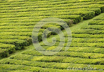 Porto Formoso Tea Fields Stock Photo