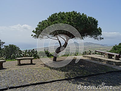 Lonesome Pine On Porto Santo Stock Photo