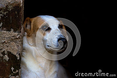 Portrait of abandoned stray dog on black background Stock Photo