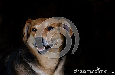 Portrait of abandoned stray dog on black background Stock Photo