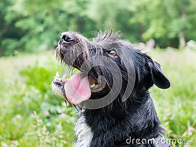 Portrait of adorable cross breed dog, schnauzer and border collie mix (border schnollie), with tongue out, staring Stock Photo