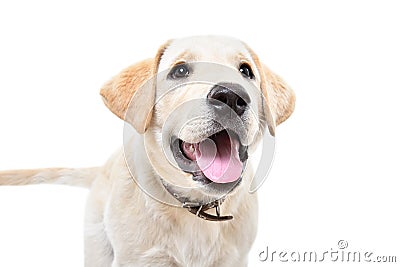 Portrait of adorable curious labrador puppy Stock Photo