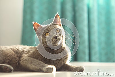 Portrait of adorable cute fluffy gray cat luying on the floor at cozy home background.Russian blue cat.Domestic life with pet. Stock Photo