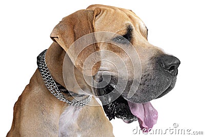 Portrait of an adorable Great Dane Stock Photo