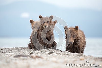 Portrait of an adorable little bears Stock Photo