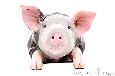 Portrait of the adorable little pig Stock Photo