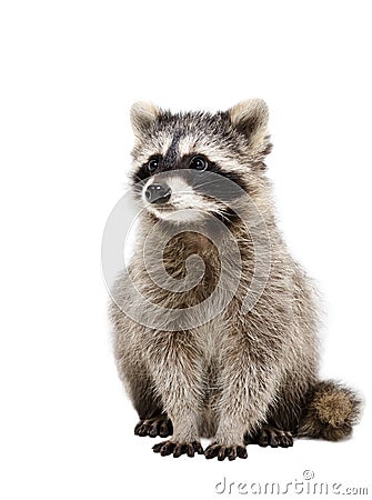 Portrait of adorable raccoon Stock Photo