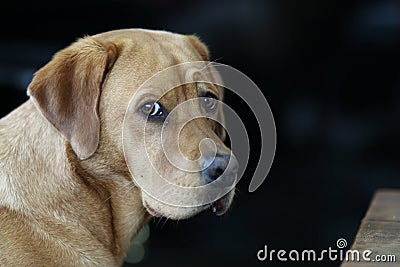 Portrait of adorable Red Fox Labrador Retriever looking over her shoulder Stock Photo