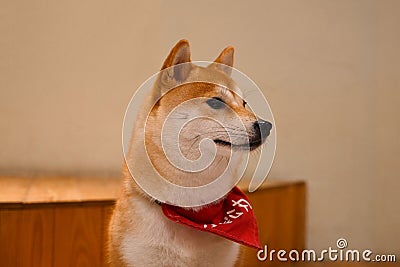 Portrait of adorable Shiba Inu dog with red bandana around the neck Stock Photo