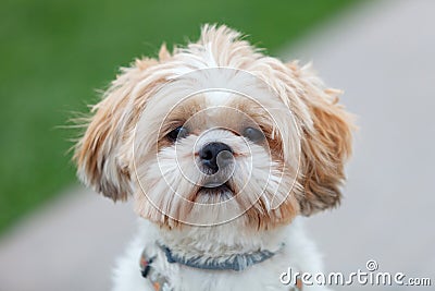 Portrait of a adorable Shih-Tzu dog Stock Photo