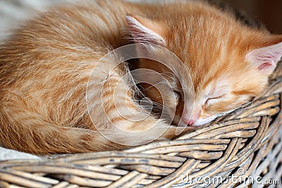 Sleeping Kitten Stock Photo