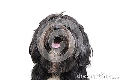 Portrait of an adorable Tibetan Terrier with long, eyes covering hair Stock Photo