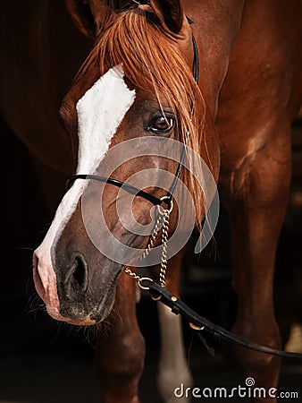 Portrait of adult arabian chestnut stallion. close up Stock Photo