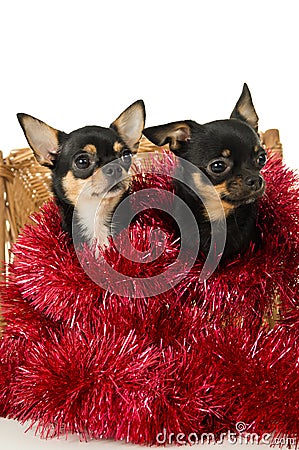 Portrait adult chihuahua dog Stock Photo