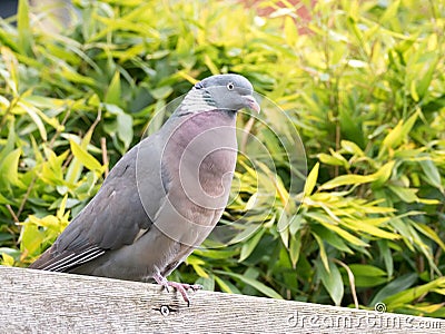 Portrait of adult common wood pigeon, Columba palumbus, perching Stock Photo