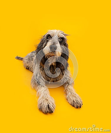 Portrait adult and concentrate Blue Gascony Griffon dog lying down and looking at camera. Isolated on yellow background. obedience Stock Photo