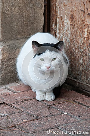 Portrait of a feral Jerusalem street cat with white face and black ears and head Stock Photo