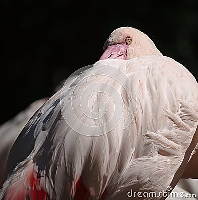 Portrait of a flamingo resting its head on its back Stock Photo