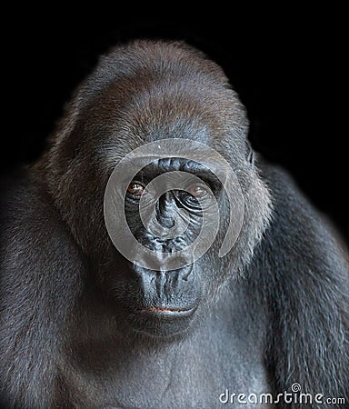 Portrait of an adult gorilla Stock Photo
