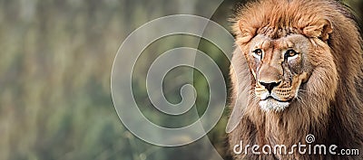 Portrait of an adult lion, with a stern look. Close-up of the lion king looking stern. Portrait of wildlife animals Stock Photo
