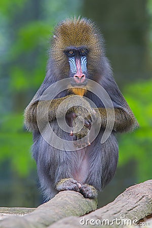 Portrait of the adult mandrill Stock Photo