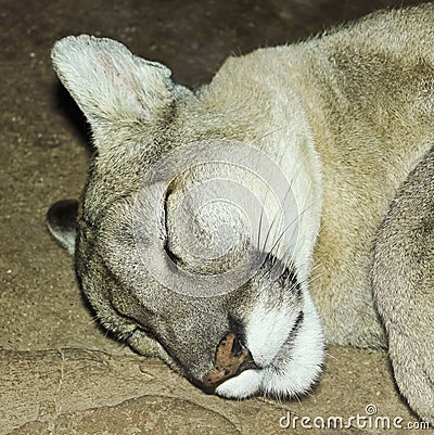 A Mountain Lion Sleeping in its Den Stock Photo