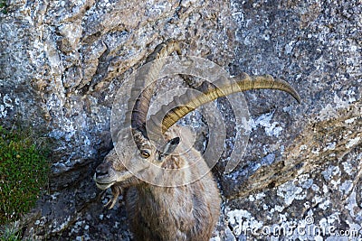 Portrait adult alpine capra ibex capricorn standing on rock Stock Photo