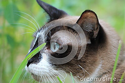 Portrait Siamese cat head in profile Stock Photo