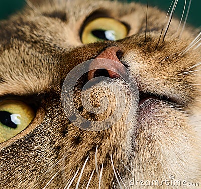 Portrait of an adult straight-eared Scottish gray cat, animal looks at the camera Stock Photo