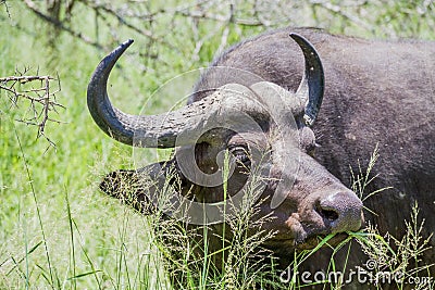 Portrait of an African buffalo Stock Photo