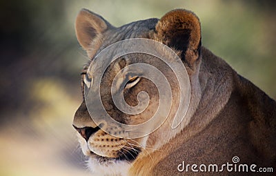 A Portrait of an African Lion Female Stock Photo