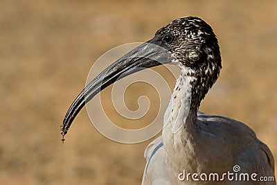 A portrait of an african sacred ibis Stock Photo