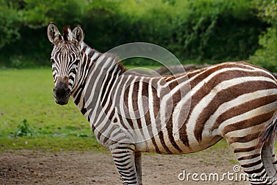 African striped coats zebra Stock Photo