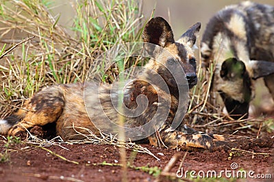 Portrait of African wild dog, African hunting dog, or African painted dog Lycaon pictus with green backround Stock Photo