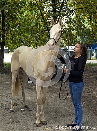 Portrait of a akhal-teke horse ahd trainer Editorial Stock Photo