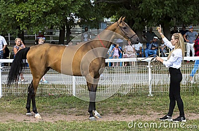 Portrait of a akhal-teke horse Editorial Stock Photo