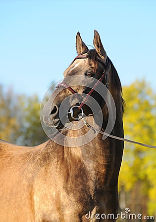 Portrait of akhal-teke stallion Stock Photo