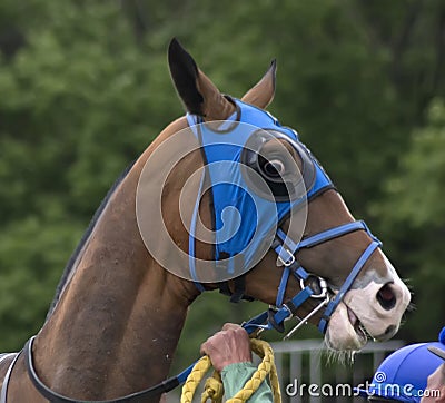 Portrait of akhalteke brown stallion Stock Photo