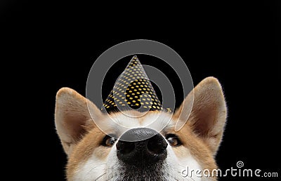 Portrait akita dog celebrating new year, birthday or carnival wearing a gold polka dot. Isolated on black background Stock Photo
