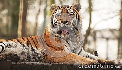 portrait of an alert Indian tiger Stock Photo