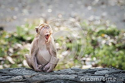 Portrait, alone Monkey or Macaca, its sleepy sits yawning on rock, eyes closed and your mouth wide open, looks funny and cute, Stock Photo