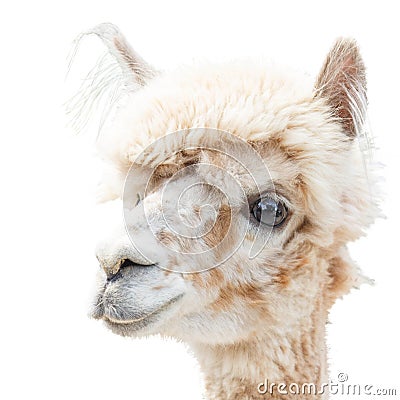 Portrait of an Alpaca lama isolated smiling on a white Stock Photo