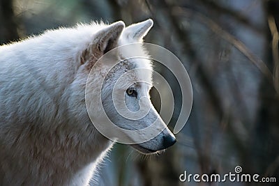 Portrait of am arctic wolf Stock Photo